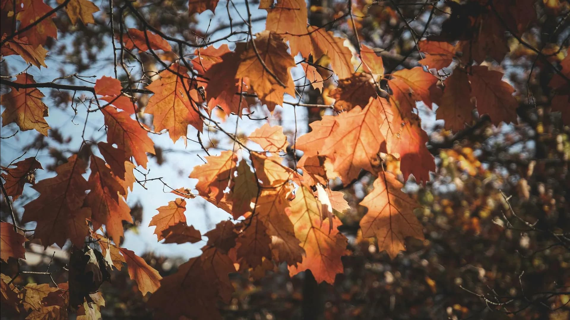 haircare beauty product